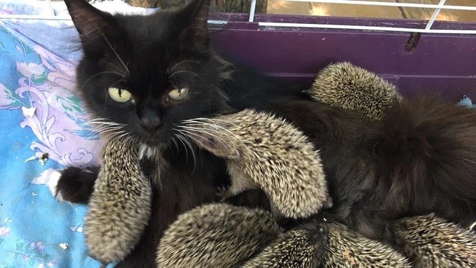 Решили, что "мама"– их призвание: как домашние кошки помогают чужим малышам (реальные истории с милыми фото)