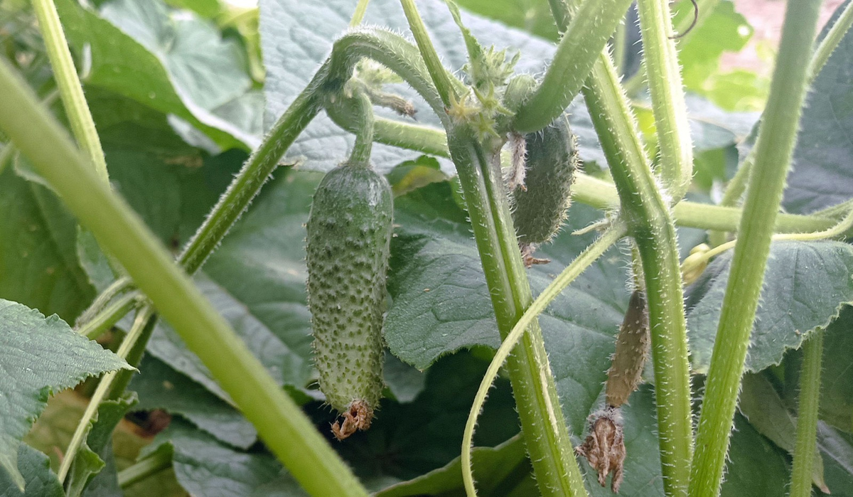 Фото:Артур СМОЛОВ
