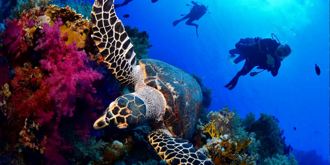 Самый красивый риф в Шарм-Эль-Шейх.