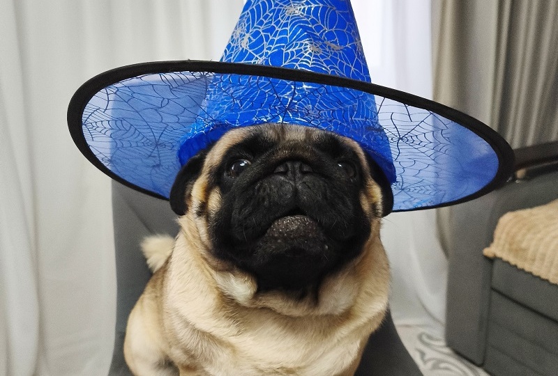 Дневник мопса: Хэллоуин или тыква