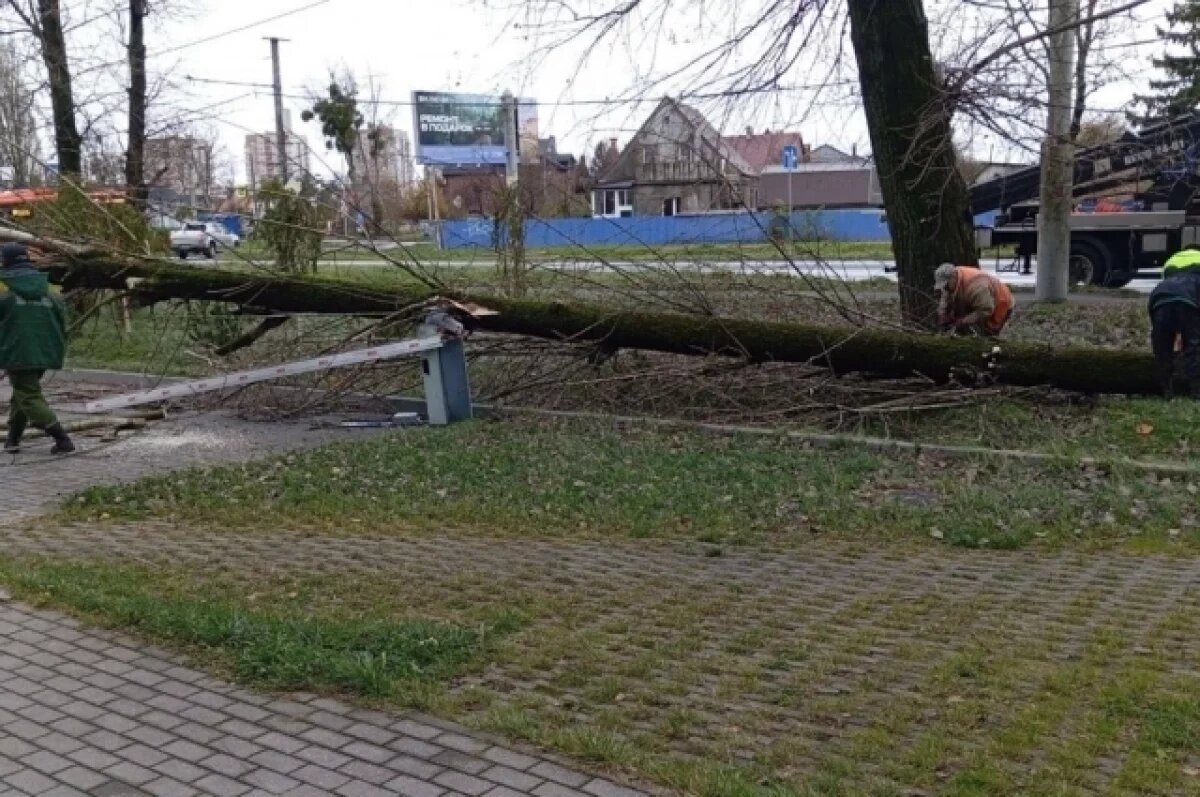    Деревья падали на дома.