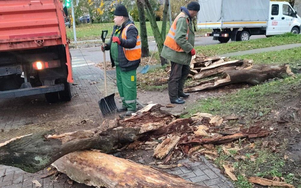    Циклон Лотар Фото: Администрация Калининграда/ Коммунальщики героически боролись с последствиями шторма