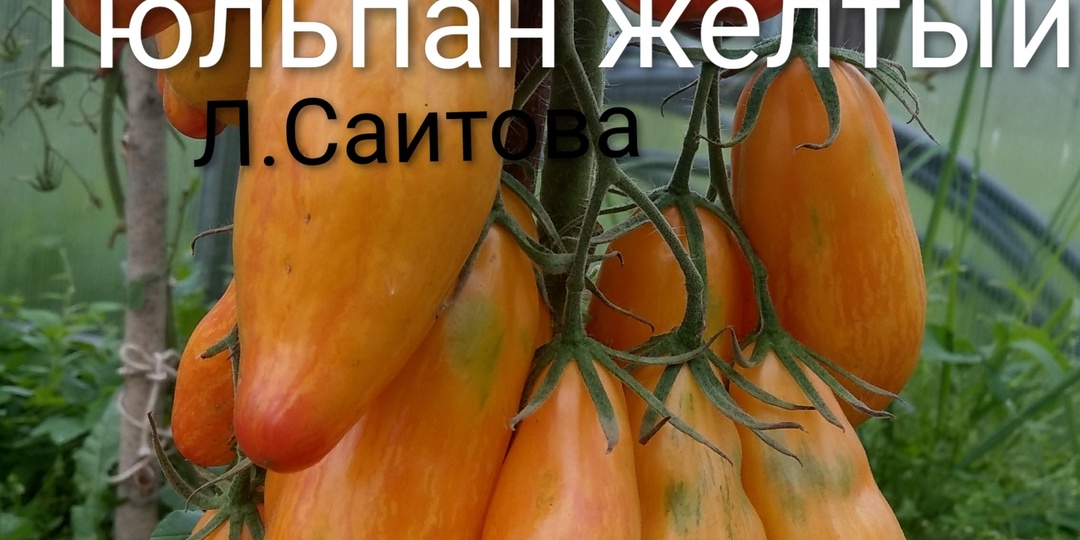 Томаты серии Тюльпан