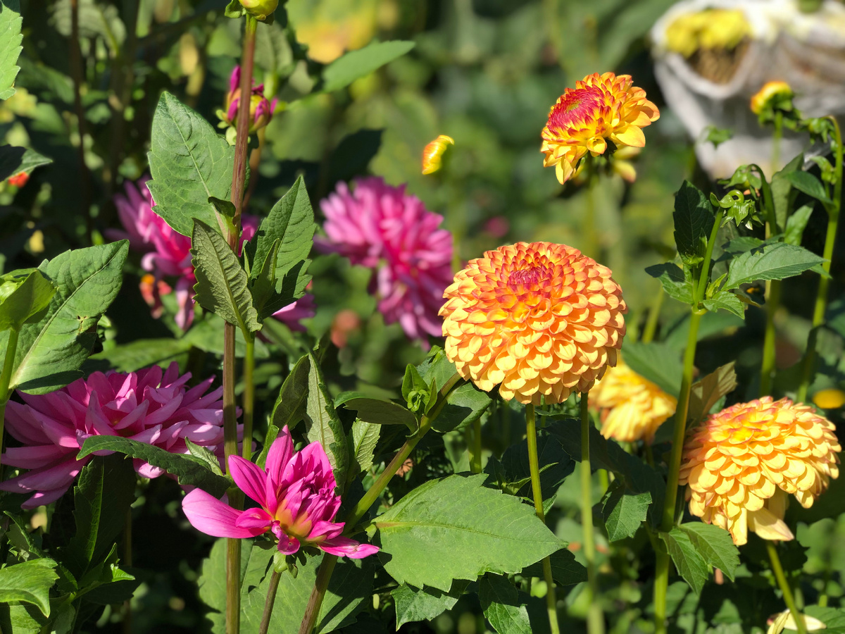 Георгины, 2024