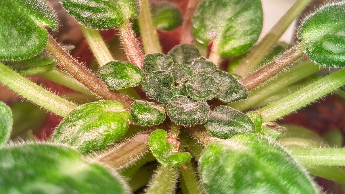 Не допускайте такого. Скорее всего это клещ. Фото автора