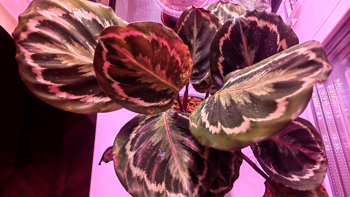 Любимая калатея Медальон в реальном времени. Фото автора