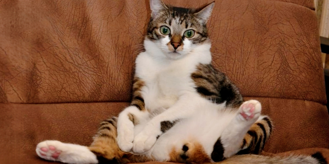 Я его уже кормил: 7 реплик о котах и кошках, часто звучащих в доме с питомцами (наверняка и в вашем тоже)