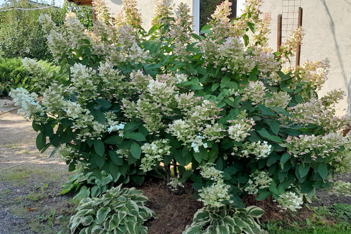 Так куст гортензии выглядит летом.