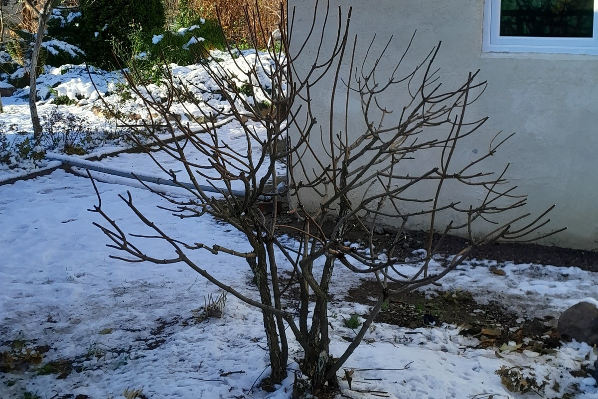 После обрезки. Осталось много тонких побегов, которые планировалось убрать при весенней обрезке.