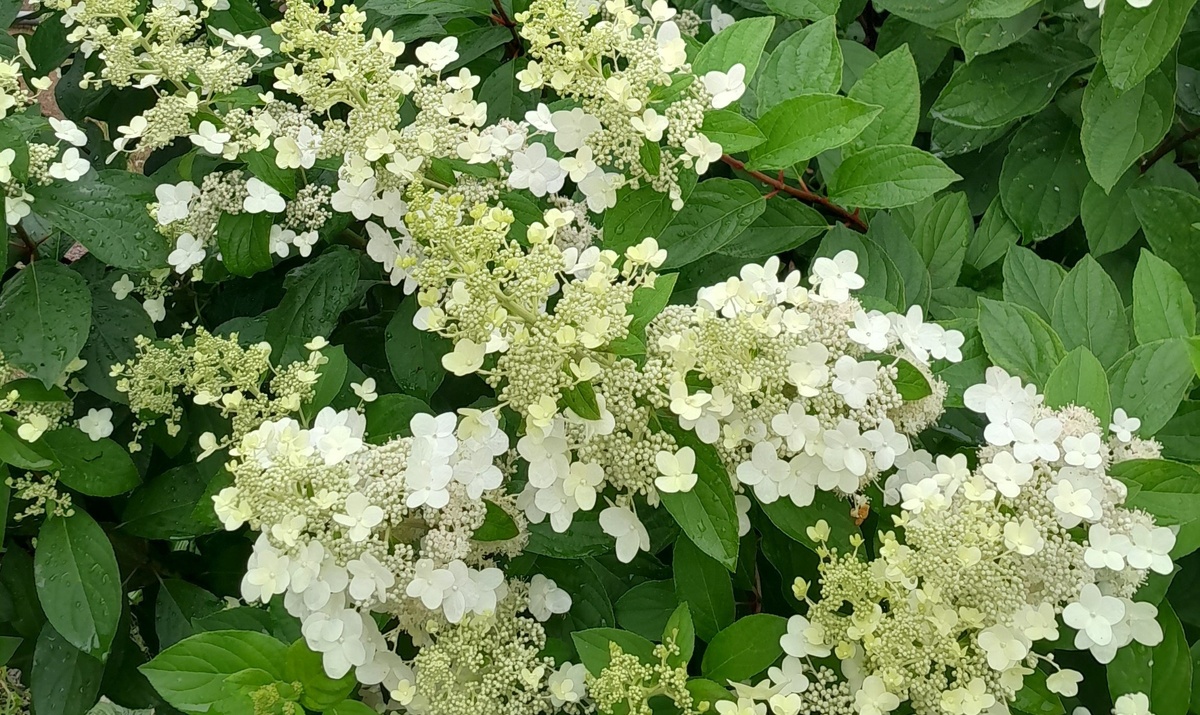 Куст сформировался округлый,хорошо держит форму.