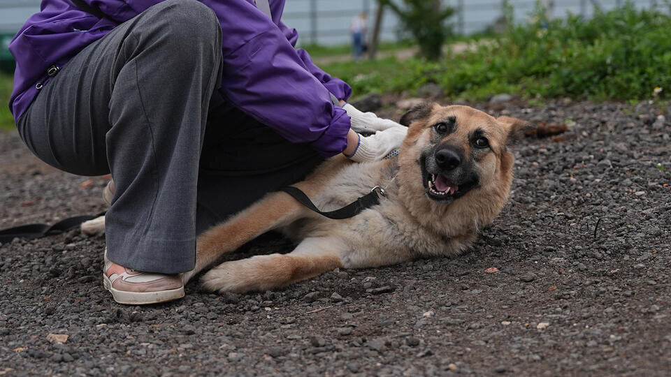     ОСАГО для собак: эксперты взвесили плюсы и минусы инициативы ИЗВЕСТИЯ/Павел Волков