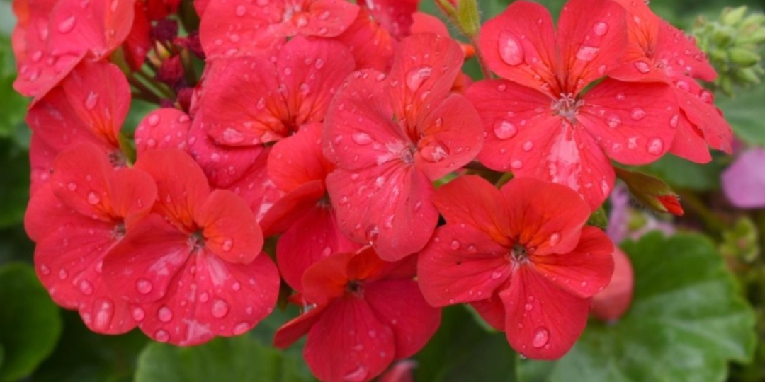 ❓Как лучше укоренять черенки пеларгонии?