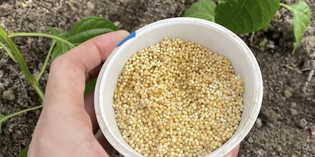 Для чего нужно пшено на огороде. Ни муравьев, ни клещей больше не будет