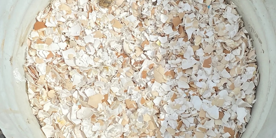 Никогда не добавляйте в почву измельченную яичную скорлупу. Вот почему