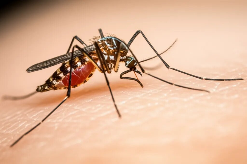    Могут ли комары переносить болезни? Михаил Обзоров