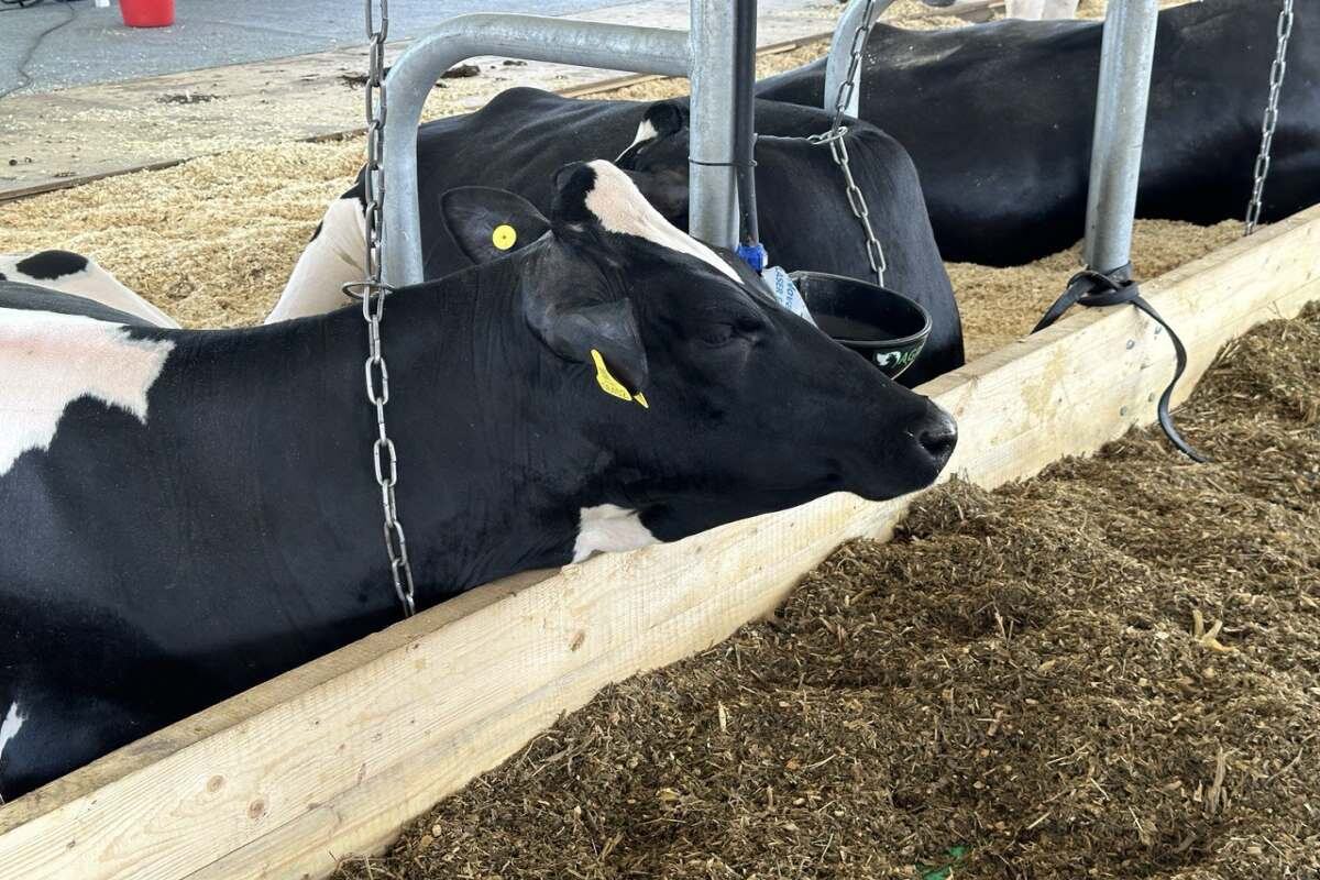    Фото: РБК Татарстан, источник: rt.rbc.ru