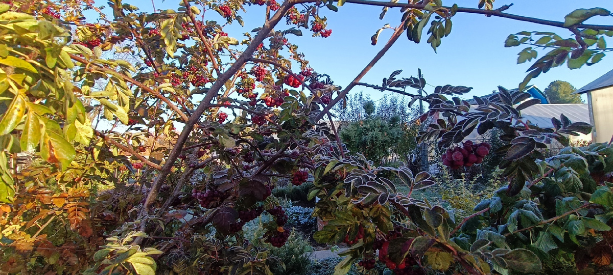 гранатная  рябина в октябре