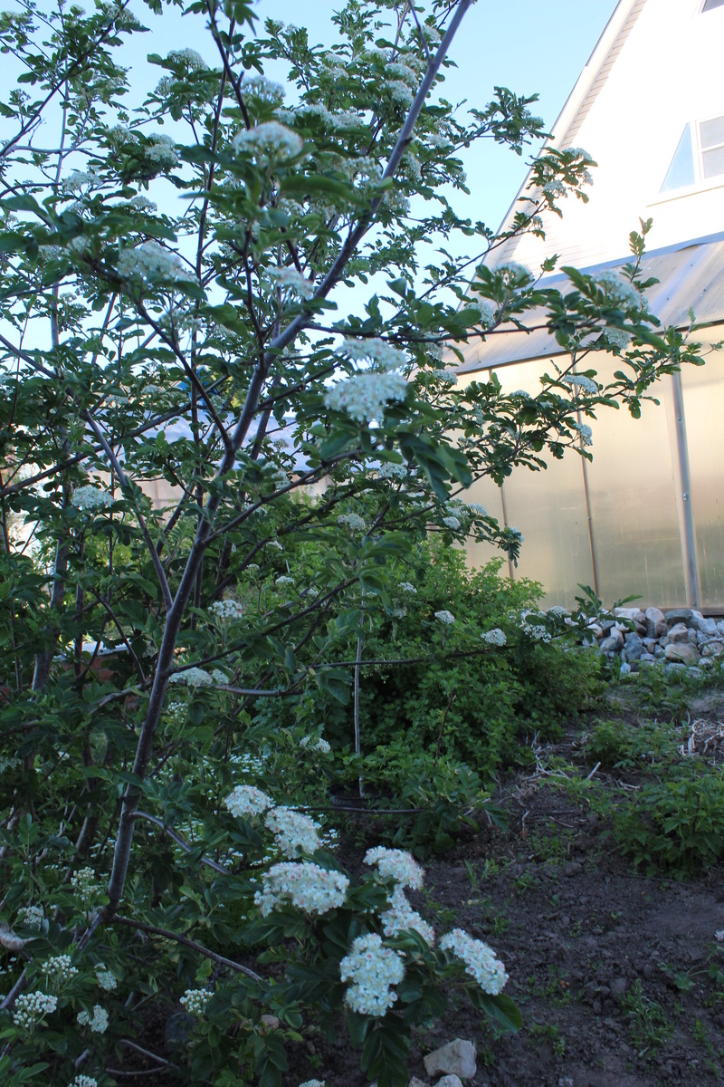 Гранатная рябина в цвету