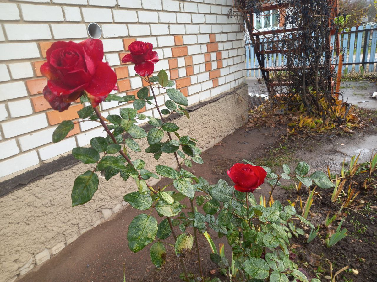 Розы ноября. Фото автора.