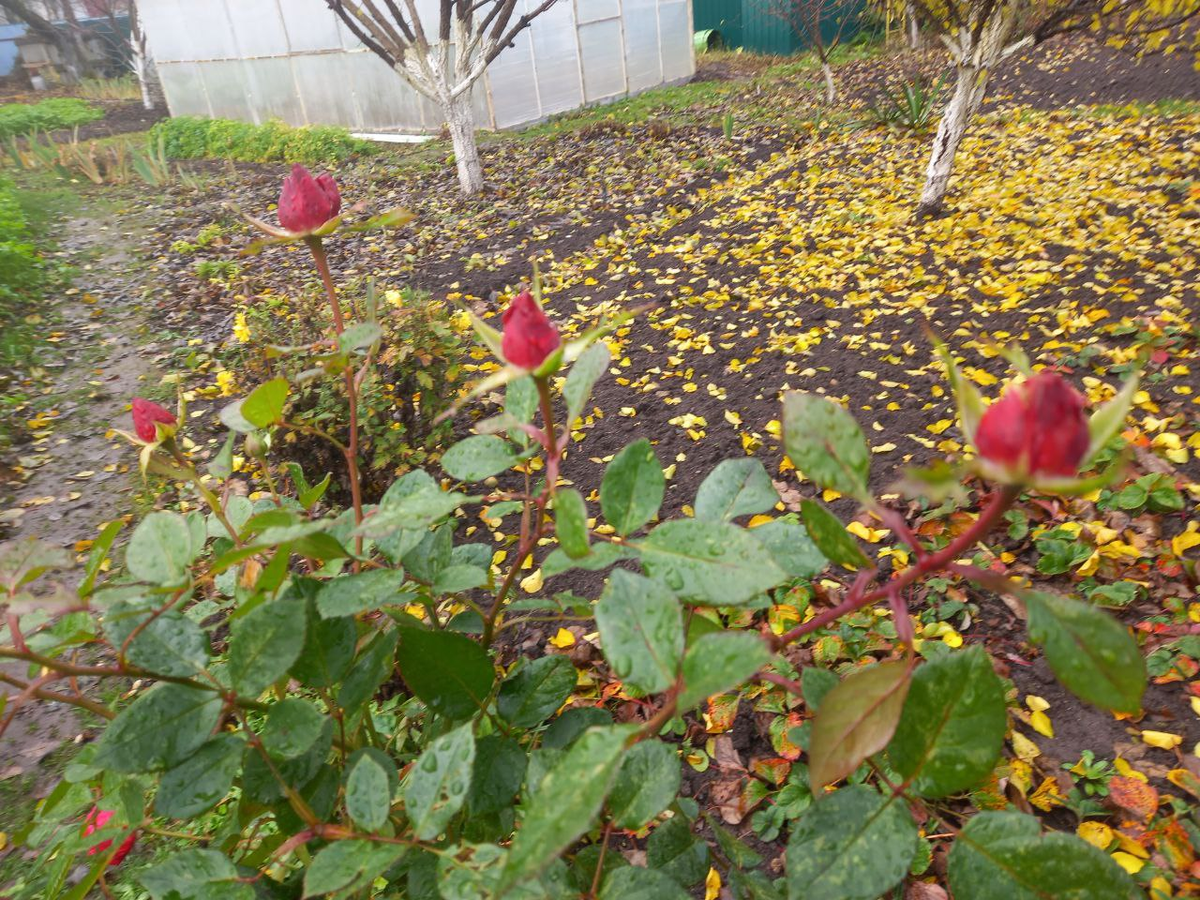 Фото автора. Сделано 31 октября.