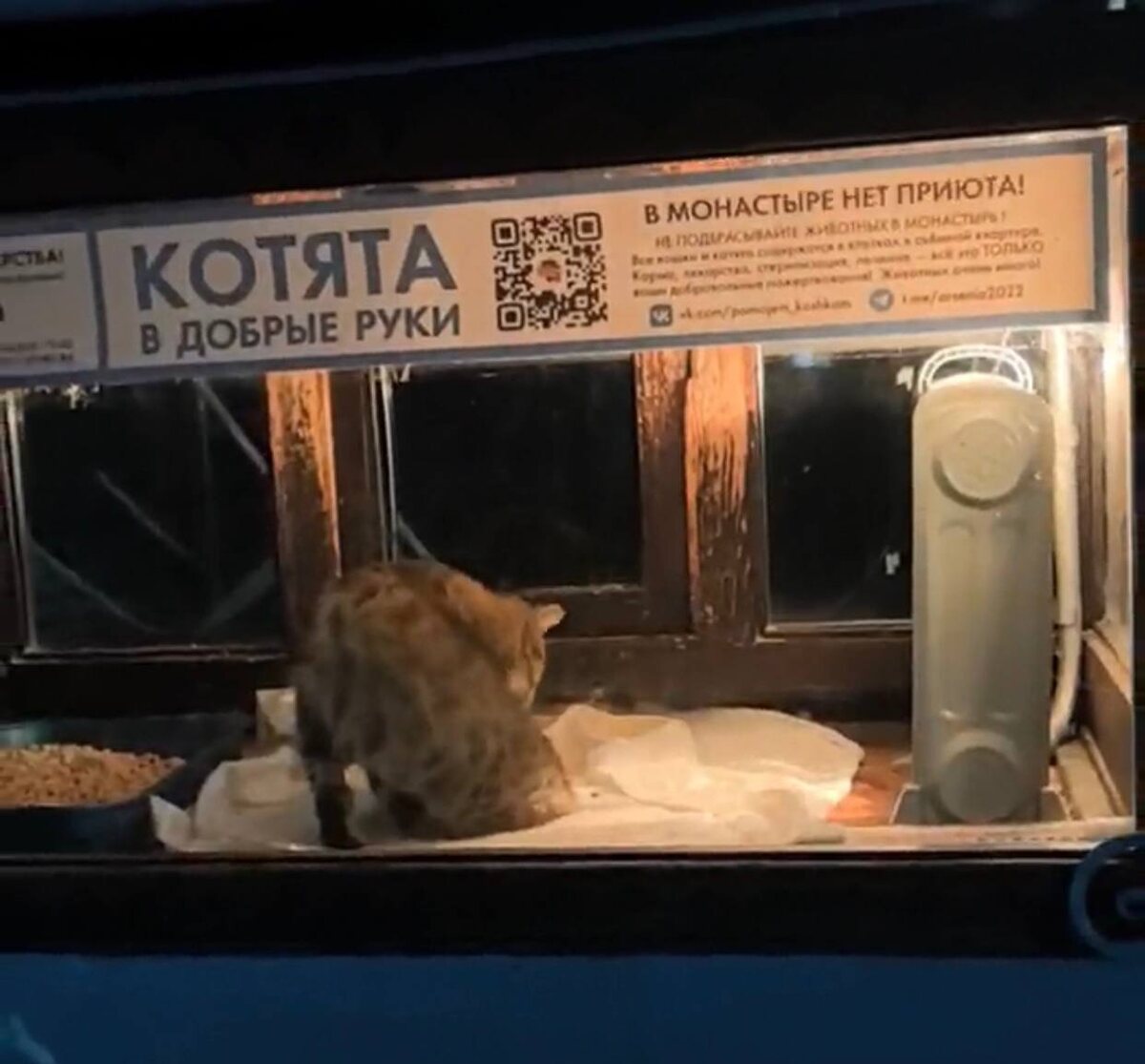 Уж что-что, а в чистоплотности кошкам не занимать. Фото из архива автора