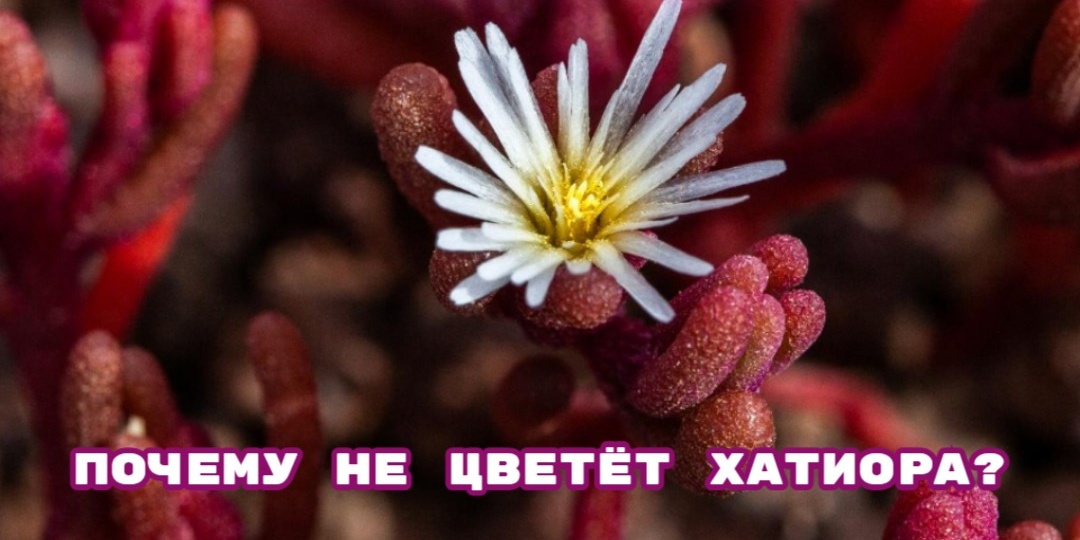🌺Почему не цветёт Хатиора? Как стимулировать цветение?