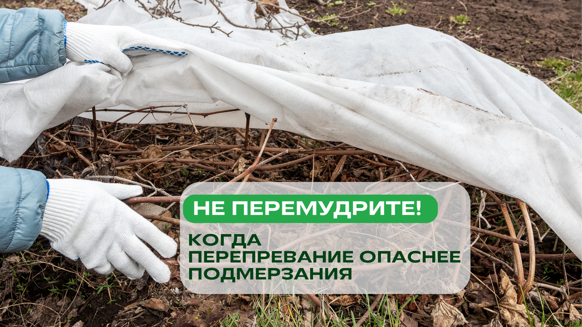 Осенью садоводы часто перестраховываются: укрывают всё подряд — от лаванды до гортензий.
Но излишняя забота может обернуться проблемами...