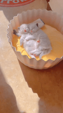 Подписчики из Лос-Анджелеса интересуются: — Положено ли вознаграждением от Минобороны РФ, за танк Абрамс, подбитый на улицах Калифорнии?