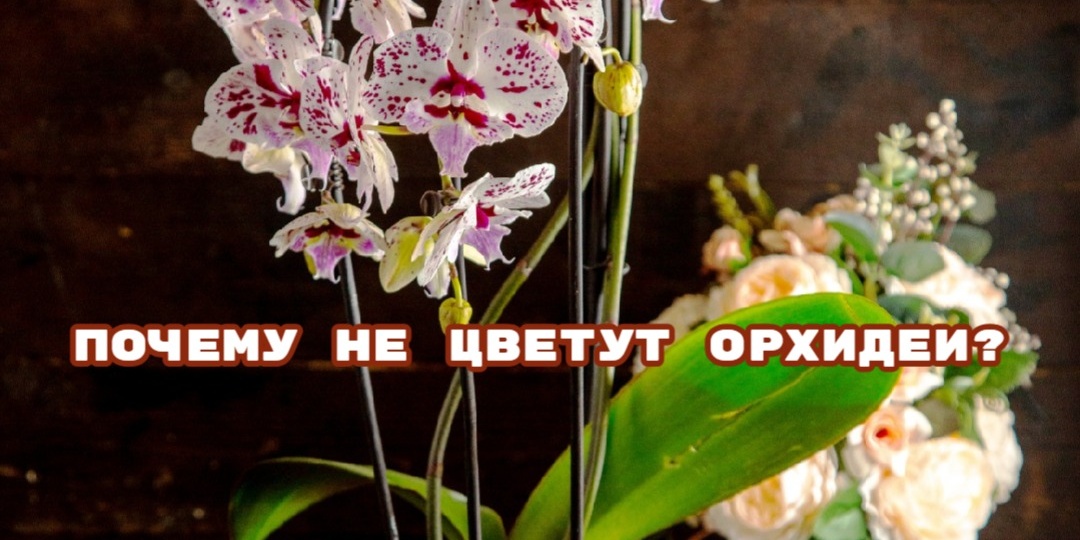 💮Почему не цветут орхидеи (фаленопсис)?