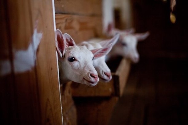 Неприятный привкус козьего молока: чья это вина и как это исправить за 5 шагов