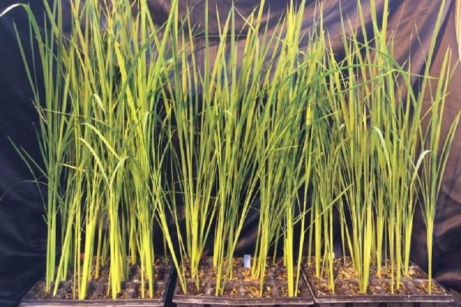 Коллекция растений риса, изменённого с помощью CRISPR-Cas