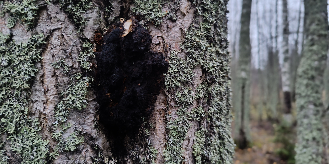 Чага: лесной эликсир. Легенды и рецепт «Осеннего долголетия»
