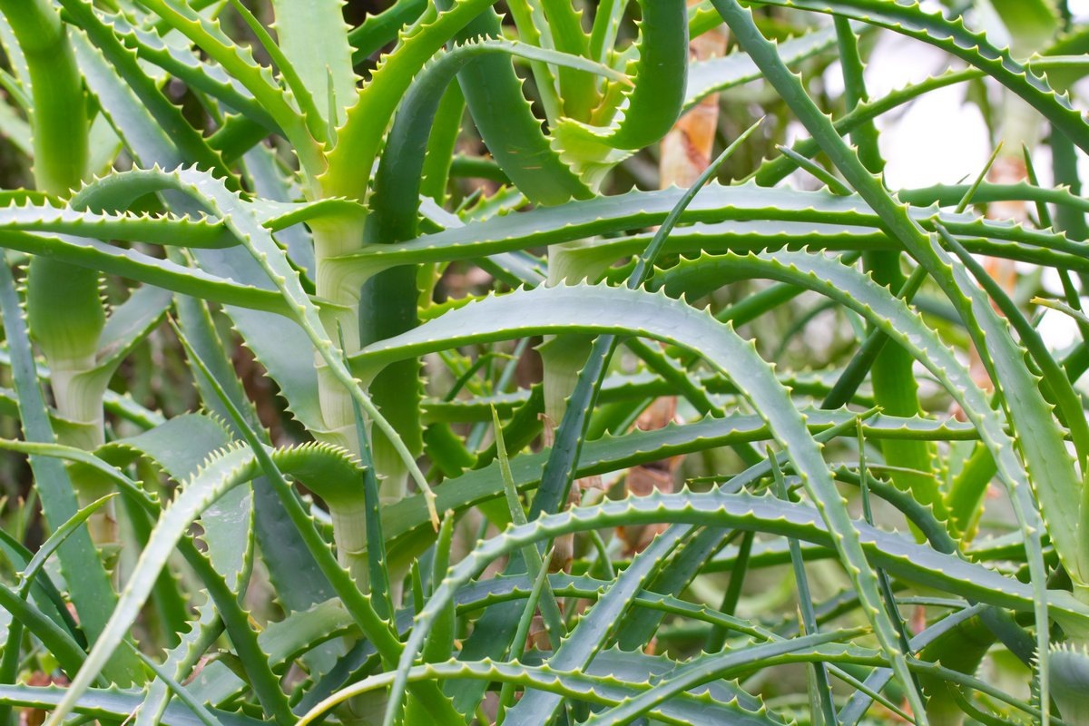 https://www.perunica.ru/rastenia/10035-aloje-drevovidnoe-stoletnik-aloe-arborescens-miller.html