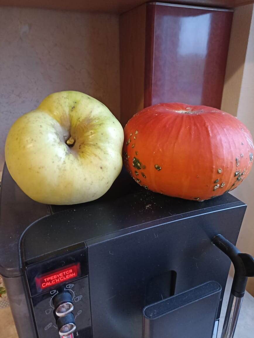 Яблоко размером с тыкву весило 762 грамма