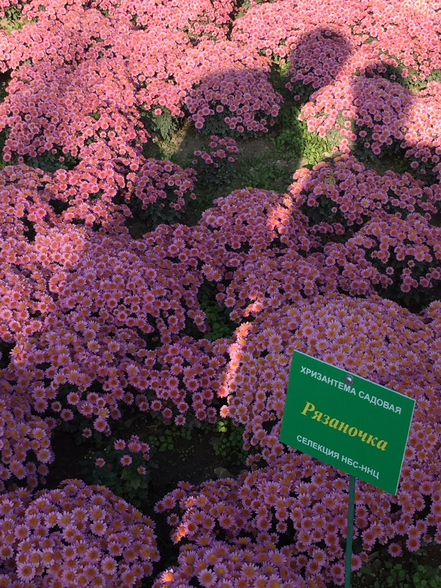 Фото из личного архива: бал хризантем в Никитском ботаническом саду