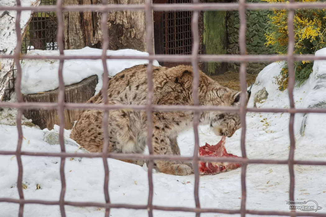    Фото: Ксения Жигалова © ИА «Уральский меридиан»