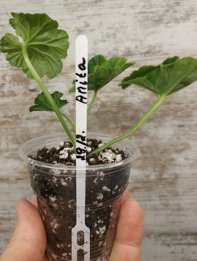  А можно так. По мне - палочки слишком тонкие, и быстро ломаются. И для больших ёмкосте не подходят точно.