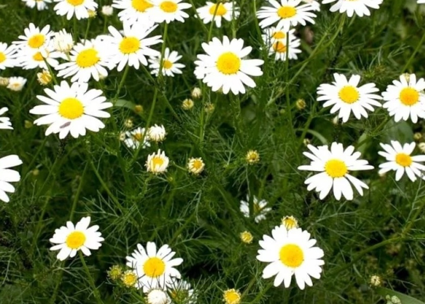 Ромашка аптечная.