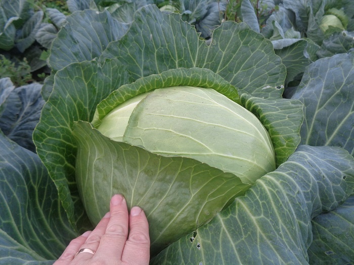 Капуста. Фото автора