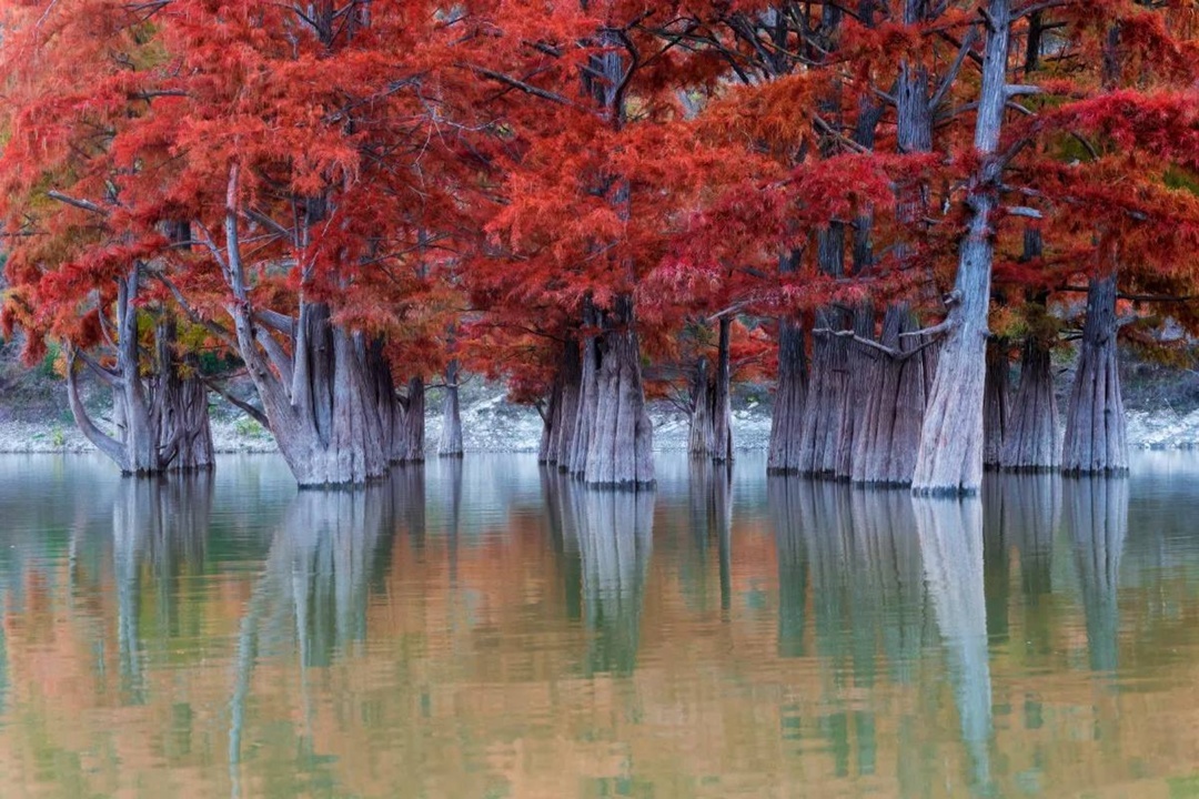 Кипарисы в Анапе заиграли осенними красками