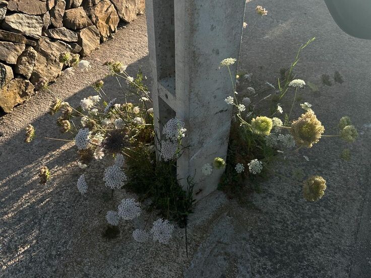 Человек — часть природы, но все больше из нас живут в бетонных джунглях.