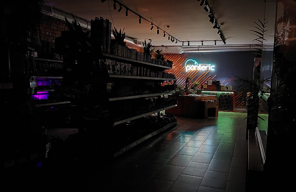 Город засыпает, просыпаются... рептилии