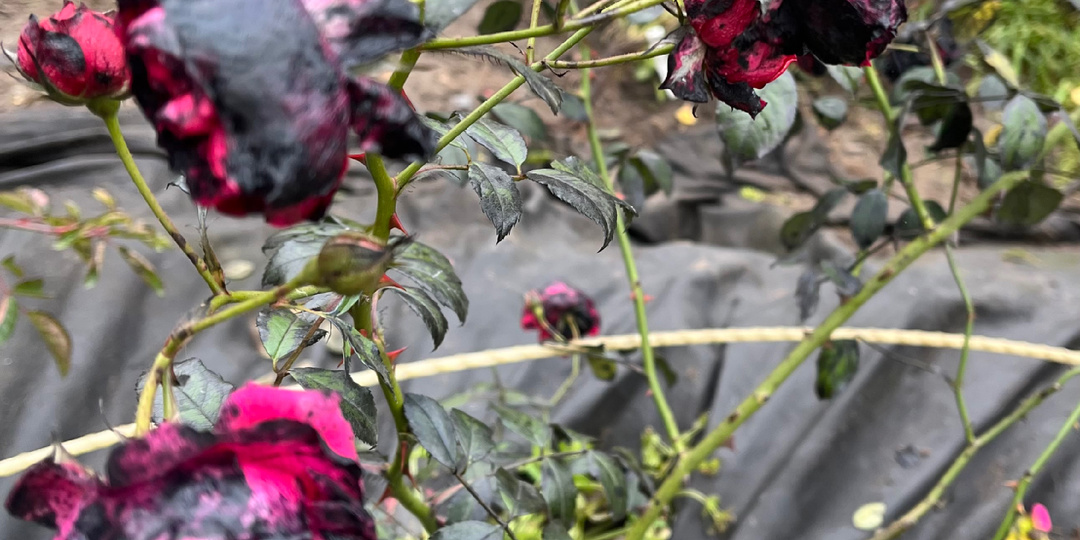 Осенняя обработка сада. Железный купорос- друг или враг? 😳Сожжем все розы? Или все таки - нет?