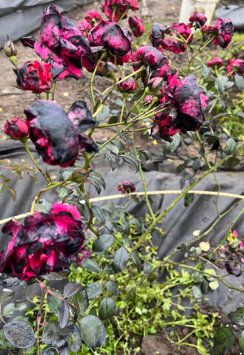 Розы , на третий день, после обработки железным купоросом 