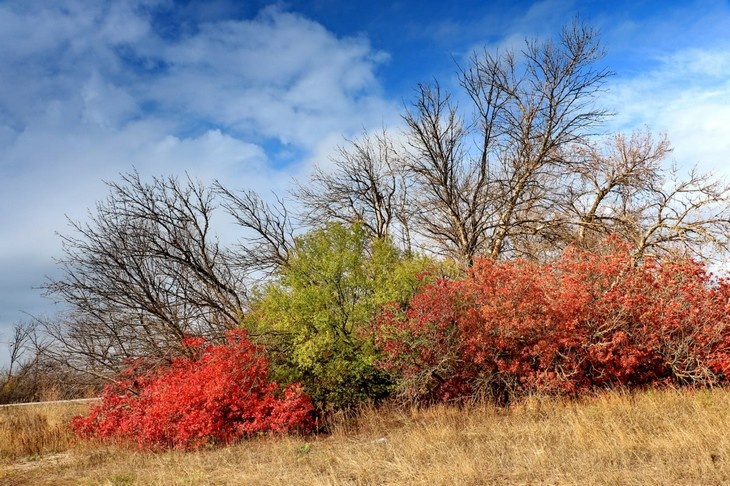    природа Алексеева Наталья