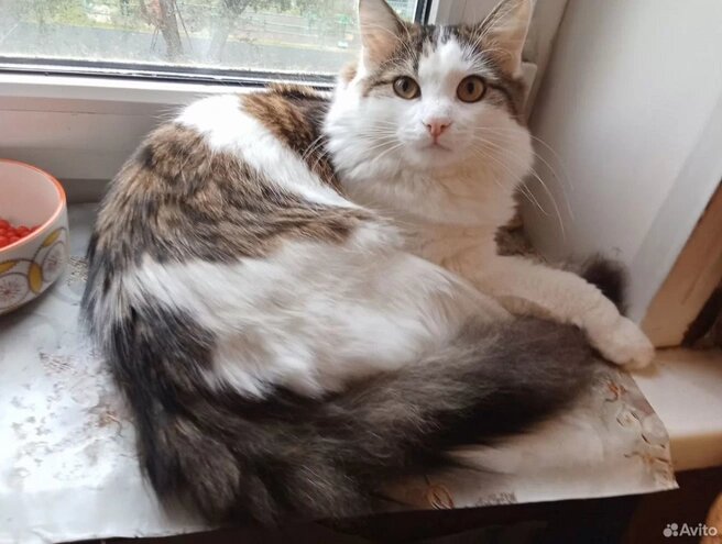 А вы сколько цветов насчитали?Источник:сайт по поиску объявлений