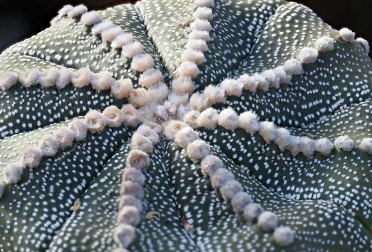 Астрофитум астериас "Супер Кабуто"