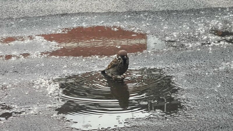     Даже птицы обрадовались долгожданному дождю в Барнауле Софья Комарова