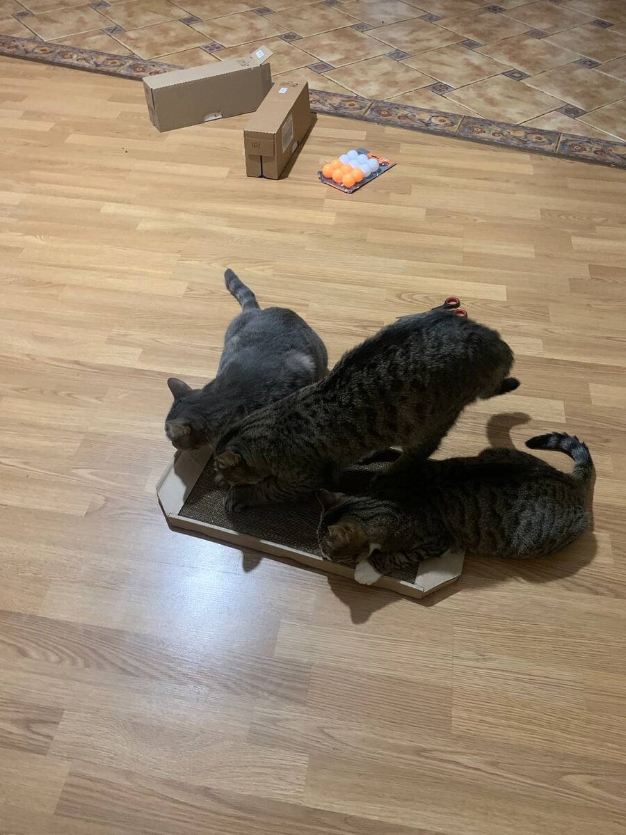 Котики радуются обновке