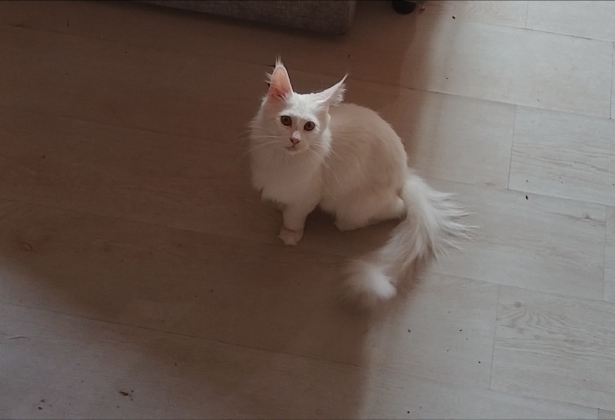 Главный хулиган в доме.